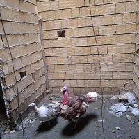 بوقلمون نر و ماده