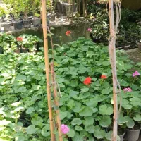 کاغذی