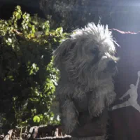 هاسکی شش ماه و پاپی پشمی یک سال|سگ|اصفهان, جلفا|دیوار