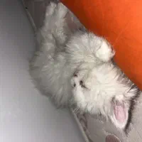 واگذاری گربه|گربه|ساوه, |دیوار