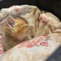 به نیروی خانم جهت کار در پت شاپ