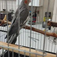 عروس هلندی نر