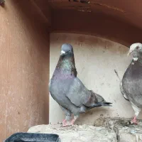 یک جفت کفتر یا کبوتر.ماده شازده پیس،نر سرخ|پرنده|کاشان, راوند|دیوار