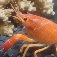 ماهی آکواریوم .لاوستر