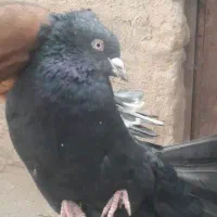 سینه سیاه نر سرسیاه|پرنده|رفسنجان, |دیوار