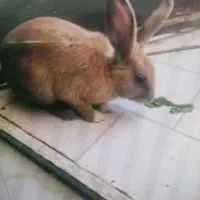 خرگوش