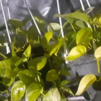 گل های گوناگون|گل و گیاه طبیعی|آستارا, |دیوار