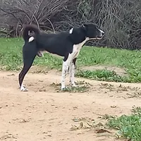 سگ نگهبان