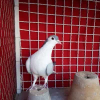 نر بدرنگ تیر سفید