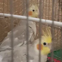 عروس هلندی لوتینو مولد