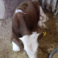 گوساله و ماده گاو حذفی|حیوانات مزرعه|دهگلان, |دیوار