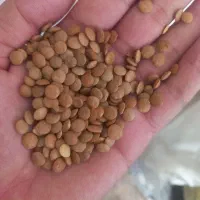 فروش ۱تن عدس خوراکی درشت