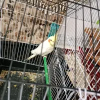 عروس هلندی نر