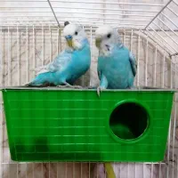 جفت مرغ عشق مولد کار داده بانژاد زیبا درشت