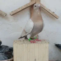 کبوتر پلاکی مسافتی اصل