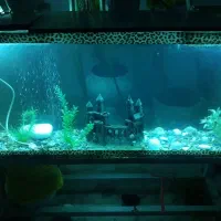 اکواریوم سالم