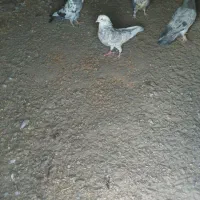 کفتر پرش سنگین سفارشی