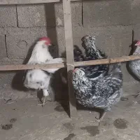 فروش جوجه گلین|حیوانات مزرعه|هشتگرد, سعید آباد|دیوار