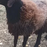 یک راس قوچ قزل