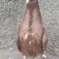 فروش پرنده