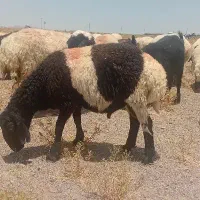 بره فروشی