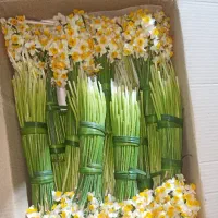 پیاز گل نرگس کازرون  نرگس کازرون