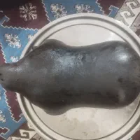 یک عدد هیزه فروشی سالم