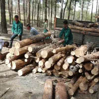 خرید چوب و الوار|خدمات باغبانی و درختکاری|اقبالیه, |دیوار