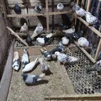 تعداد ۶۰ عدد کبوتر پروازی وجفتگاهی برای فروش
