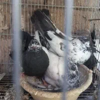 کفتر پرشی معاوضه با پلاکی