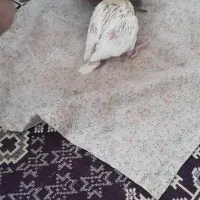 عروس هلندی سرلاکی|پرنده|بناب, |دیوار