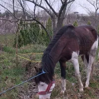 فروش اسب  اخته ابلغ