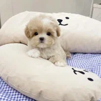 فنجونی|سگ|تهران, فردوس|دیوار