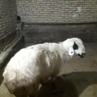 فروش قوچ