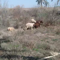 ۶ عدد بره برای فروش