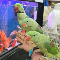 شاه طوطی دستی سخنگو جفت مولد