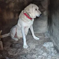 سگ لاس پژدر بدرد بخور