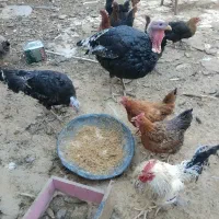 بوقلمون و مرغ سیاه