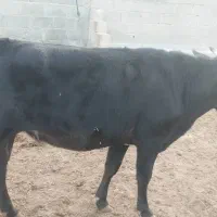 نوبر چاق گوساله ماده|حیوانات مزرعه|زرین دشت (فارس), |دیوار