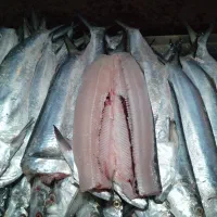 ماهی عمده و جزئی|ماهی|بهبهان, |دیوار