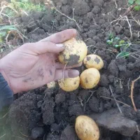 سیب زمینی بذری سانتا