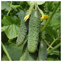 خیار گلخانه