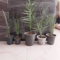 نهال نخل خرما