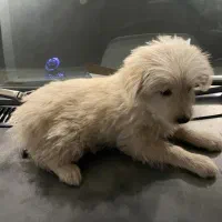 سگ خونگی|سگ|قرچک, مجتمع مسکونی طبیعت|دیوار