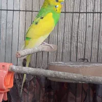 مرغ عشق نر