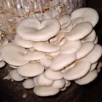 قارچ های دارویی و خوراکی|خوردنی و آشامیدنی|تهران, پیکان شهر|دیوار