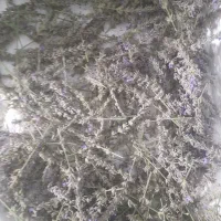 گل اسطو خودوس