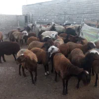 گوسفند و بره نر و ماده|حیوانات مزرعه|اردبیل, |دیوار