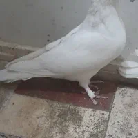 کبوتر|پرنده|تهران, دروازه شمیران|دیوار