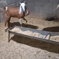 شش بز زائیده شکم اول